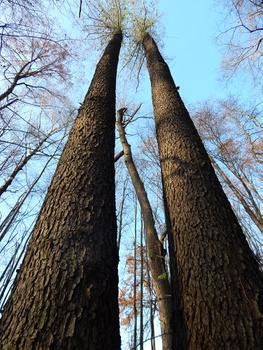 olsza czarna 80-100cm 3,50zł/szt