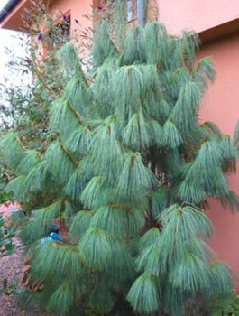 sosna himalajska ok. 20cm 6zł/szt