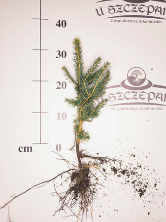 Świerk Srebrny (Picea pungens) – Sadzonka 30-40 cm, 3-letnia | Mrozoodporny Iglak 3,50 zł/szt
