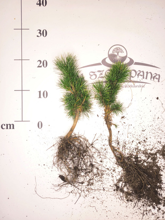 sosna oścista 10-20 cm długowieczna wolnorosnąca