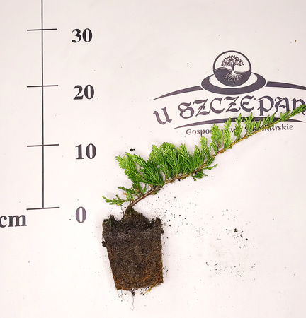 Super gęsty jałowiec Blue Chip idealny na skarpy i rabaty