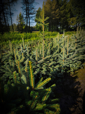 Świerk Srebrny (Picea pungens) – Sadzonka 50-60 cm, 4-letnia | Mrozoodporny Iglak 6,00 zł/szt