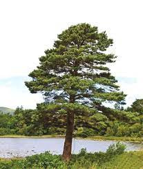 sosna pospolita siewka ok. 10cm w cenie 50gr/szt