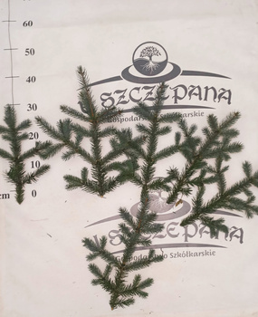 stroisz gałęzie świerk srebrny 5,50 zł/kg