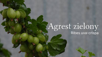 agrest zielny w krzaku 6,00zł/szt