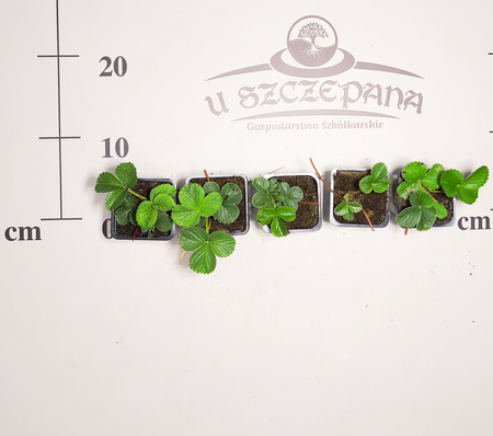 Truskawka malinowa – aromatyczna odmiana o smaku truskawki i malin | Sadzonka