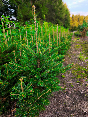 jodła frasera 40-50cm 7,00 zł/szt 4 letnia- komplet 10 szt