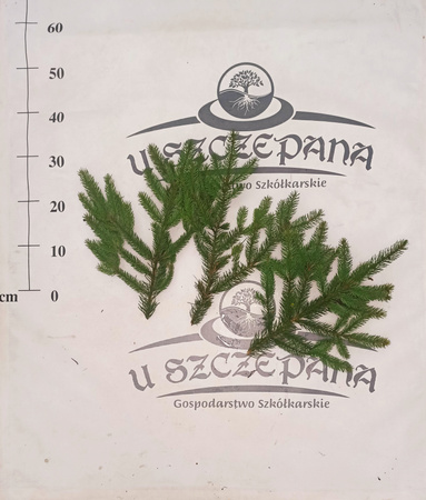 stroisz gałęzie świerk pospolity 5,50 zł/kg