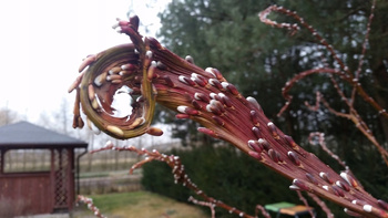 Wierzba Sekka Diabelska (Salix udensis 'Sekka') – Sadzonka 20-30 cm | 5 zł/szt