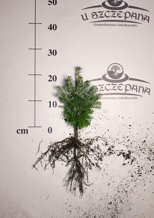 jodła koreańska ok. 20cm 2,50zł/szt