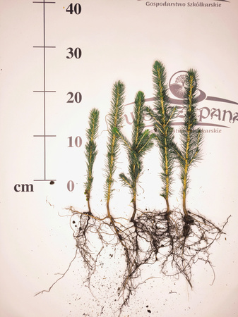 Świerk Srebrny (Picea pungens) – Sadzonka 20-40 cm, 2-letnia | Mrozoodporny Iglak