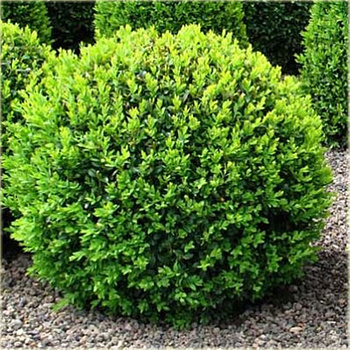 bukszpan wieczniezielony przycięty do 20cm w cenie 5,00zł