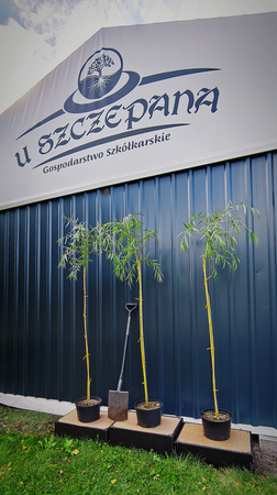 Wierzba płacząca – sadzonki 160–180 cm w doniczce – 40 zł/szt