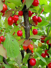 Dereń jadalny, pospolity, właściwy Cornus mas sadzonki owocowe