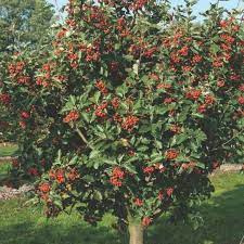 jarząb szwedzki 20-30cm 4zł/szt