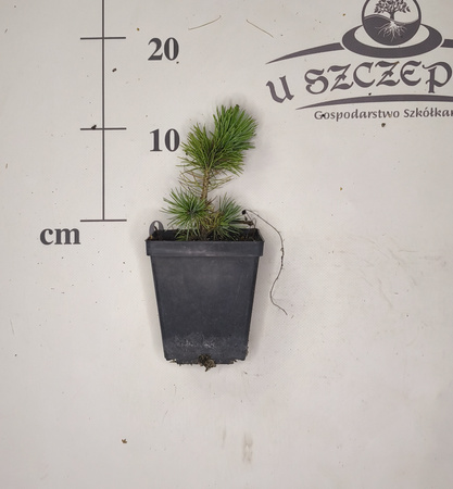 sosna oścista 10-20 cm długowieczna wolnorosnąca
