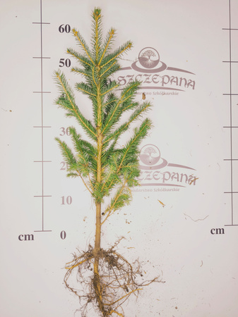 Świerk Srebrny (Picea pungens) – Sadzonka 60-70 cm, 5-letnia | Mrozoodporny Iglak 7,00 zł/szt