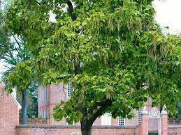 Katalpa zwyczajna (Catalpa bignonioides) – Surmia bignoniowa, szybkorosnące drzewo ozdobne 10sztuk