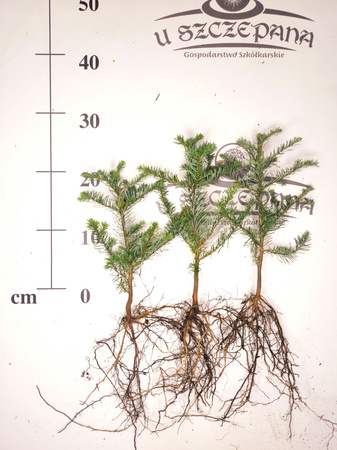 jodła szlachetna 20-30cm 2 letnia 5zł/szt abies nobilis