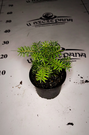 jodła koreańska ok. 10-15  cm w doniczce 6 złszt