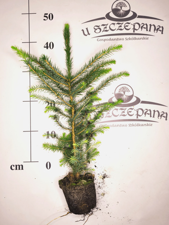 Świerk Serbski (Picea omorika) – Sadzonka 40-50 cm w Doniczce, 3-letnia – 15,00 zł/szt