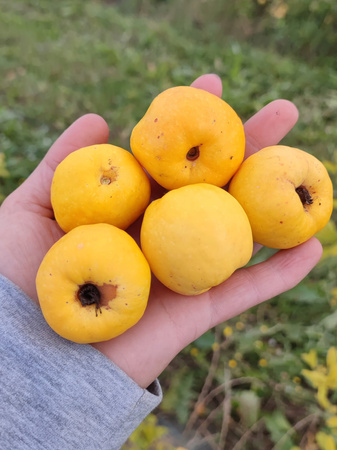 Sadzonki pigwowca japońskiego (Chaenomeles japonica) – krzew ozdobny i owocowy, 2-letnie z odkrytym korzeniem 10zł za 10 szt