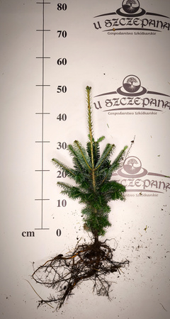 jodła frasera  40-50cm 7,20zł/szt 4 letnia
