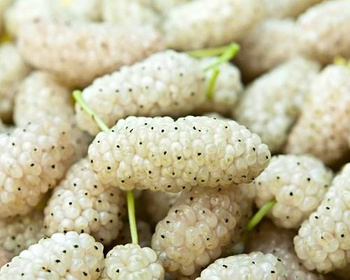 morwa biała morus alba cukrzyca