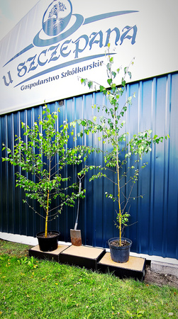 Brzoza brodawkowata – sadzonki 200–220 cm w doniczce – 50 zł/szt