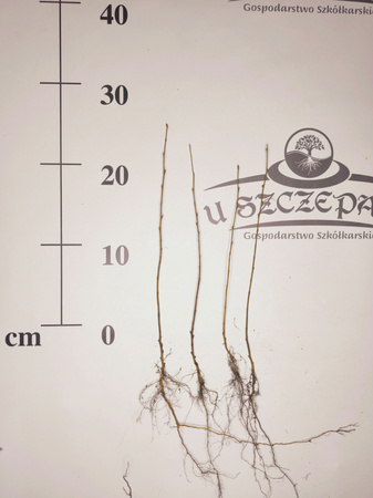 brzoza brodawkowata 10-20cm 0,75zł/szt