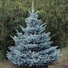 Świerk Srebrny (Picea pungens) – Sadzonka 60-70 cm, 5-letnia | Mrozoodporny Iglak 7,00 zł/szt