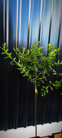 Wierzby szczepione na pniu – Hakuro, Palmowa, Iwa, Tricolor – 90-100 cm pnia – 40 zł/szt