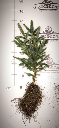 Świerk Srebrny (Picea pungens) – Sadzonka 60-70 cm, 5-letnia | Mrozoodporny Iglak 7,00 zł/szt