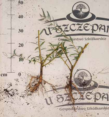 Wierzba płacząca żałobna 5 zł/szt