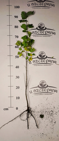 Sadzonki Brzozy Brodawkowatej 80-100 cm – 4,00 zł/szt | Betula pendula Brzoza brodawkowata zwykła biała leśna