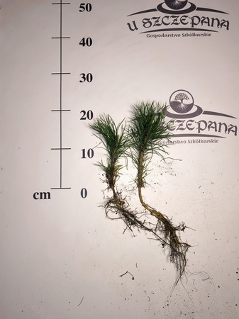 sosna czarna ok. 20 cm 2 zł/szt