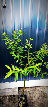 Wierzby szczepione na pniu – Hakuro, Palmowa, Iwa, Tricolor – 90-100 cm pnia – 40 zł/szt