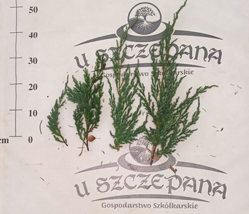 stroisz gałęzie jałowiec srebrny 5zł/kg