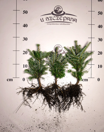jodła koreańska ok. 20cm 2,50zł/szt