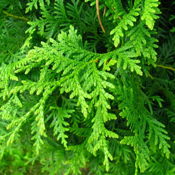 żywotnik zachodni ok. 40 cm w cenie 5,00zł/szt w doniczce