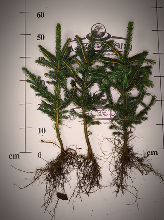 Świerk Srebrny (Picea pungens) – Sadzonka 50-60 cm, 4-letnia | Mrozoodporny Iglak 6,00 zł/szt