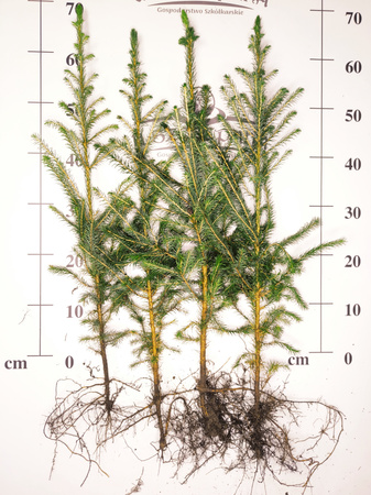 Świerk Serbski (Picea omorika) – Sadzonka 60-75 cm, 4-letnia | 7,50 zł/szt.