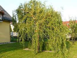 Wierzba Mandżurska (Salix babylonica) – Sadzonka 20-30 cm | 5 zł/szt