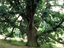 Dąb szypułkowy 50-70 cm liście wyznacznik jesieni piękny ogród