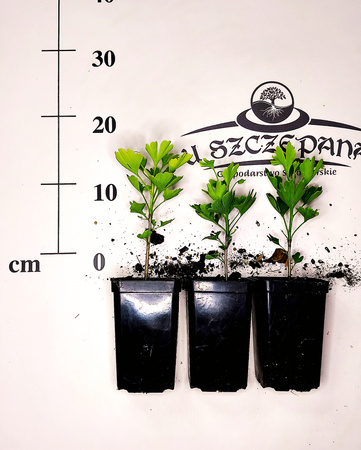 miłorząb dwuklapowy chiński ginko biloba ok. 15-20 cm