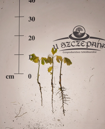 miłorząb dwuklapowy chiński ginko biloba ok. 10cm