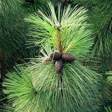 sosna źółta ok. 10cm 5,00zł/szt w doniczce