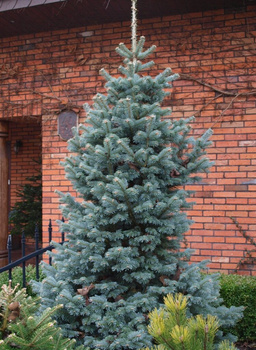 jodła szlachetna 20-30cm 2 letnia 5zł/szt abies nobilis