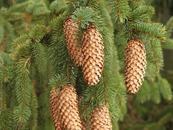 świerk pospolity 50-70cm 3zł/szt