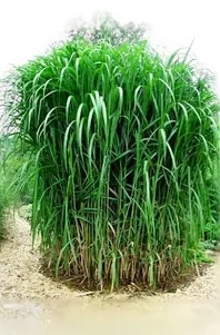 Miskant olbrzymi sadzonka w doniczce polski bambus